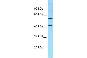 Western Blotting (WB) image for anti-Syndecan 3 (SDC3) (C-Term) antibody (ABIN2789426) (SDC3 anticorps  (C-Term))