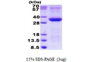 Image no. 1 for Pim-1 Oncogene (PIM1) (AA 38-290) protein (His tag) (ABIN7280180)