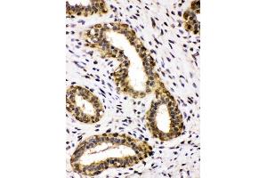 IHC analysis of ADH5 using anti-ADH5 antibody (ABIN4886429). (ADH5 anticorps  (AA 212-374))