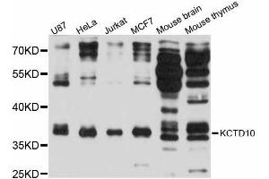 Western blot analysis of extracts of various cell lines, using KCTD10 antibody (ABIN5998052) at 1:3000 dilution. (KCTD10 anticorps)