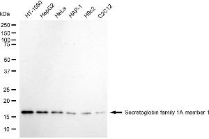 Western blotting analysis using secretoglobin family 1A member 1 antibody (ABIN7800288).