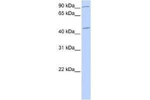 WB Suggested Anti-NR2F2 Antibody Titration:  0. (NR2F2 anticorps  (N-Term))