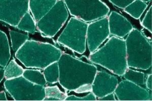 Immunohistochemical staining of Rabbit Muscle with anti-Caveolin 3. (Caveolin 3 anticorps  (AA 3-24))