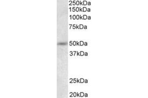Western Blotting (WB) image for anti-Synaptotagmin IX (SYT9) (N-Term) antibody (ABIN1109187) (SYT9 anticorps  (N-Term))