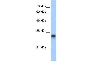 WB Suggested Anti-RPL8 Antibody Titration:  0.