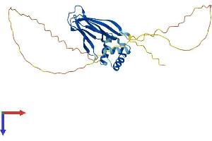 AlphaFold protein structure predicition of Mouse Recombinant Npm1 Protein, UniprotID Q61937