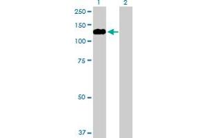 Western Blot analysis of MYRIP expression in transfected 293T cell line by MYRIP MaxPab polyclonal antibody. (MYRIP anticorps  (AA 1-859))