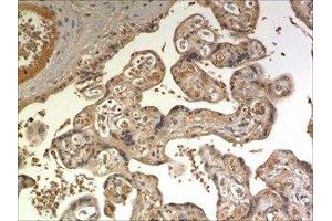 Immunohistochemistry (IHC) image for anti-Single Immunoglobulin and Toll-Interleukin 1 Receptor (TIR) Domain (SIGIRR) (AA 1-118) antibody (ABIN1983431)