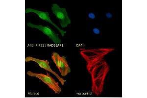 (ABIN184863) Immunofluorescence analysis of paraformaldehyde fixed HeLa cells, permeabilized with 0. (RAD51AP1 anticorps  (C-Term))