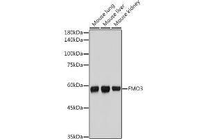 Western blot analysis of extracts of various cell lines, using FMO3 antibody (ABIN7267216) at 1:1000 dilution. (FMO3 anticorps)