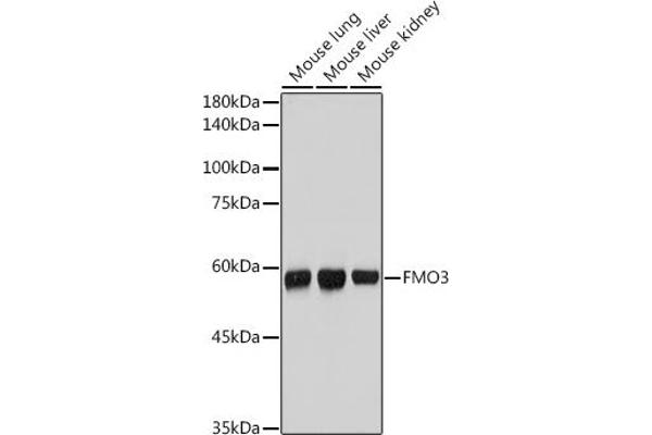 FMO3 anticorps