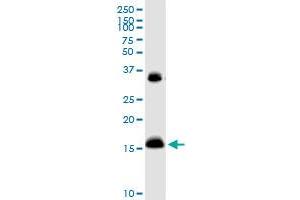 IFITM3 MaxPab rabbit polyclonal antibody. (IFITM3 anticorps  (AA 1-133))