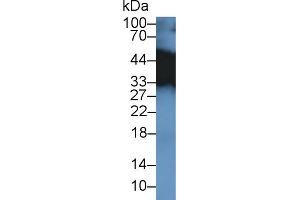 Western Blot; Sample: Mouse Placenta lysate; Primary Ab: 2µg/ml Rabbit Anti-Mouse TPM3 Antibody Second Ab: 0. (TPM3 anticorps  (AA 6-248))