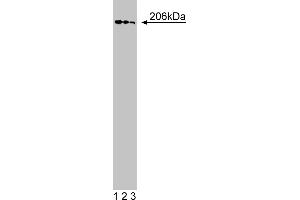Western Blotting (WB) image for anti-Golgi Brefeldin A Resistant Guanine Nucleotide Exchange Factor 1 (GBF1) (AA 1266-1379) antibody (ABIN968745) (GBF1 anticorps  (AA 1266-1379))