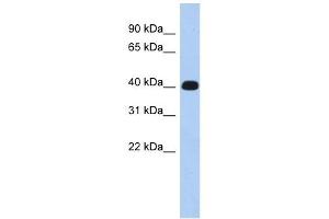 KIAA1189 antibody used at 1 ug/ml to detect target protein. (ERMN anticorps  (Middle Region))