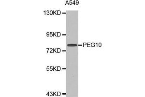 Western blot analysis of extracts of A549 cell line, using PEG10 antibody. (PEG10 anticorps  (AA 1-325))