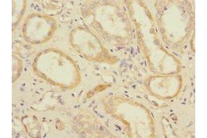 Immunohistochemistry of paraffin-embedded human kidney tissue using ABIN7152247 at dilution of 1:100 (SLC1A7 anticorps  (AA 115-220))