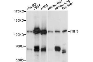Western blot analysis of extracts of various cell lines, using ITIH3 antibody (ABIN5996495) at 1:3000 dilution. (ITIH3 anticorps)