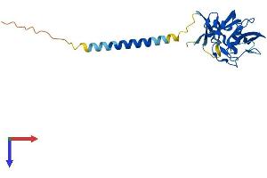 AlphaFold protein structure predicition of Mouse Recombinant Clec4d Protein, UniprotID Q9Z2H6