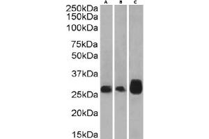 Western Blot using anti-4-1BB antibody 4B4-1-1. (Recombinant CD137 anticorps)