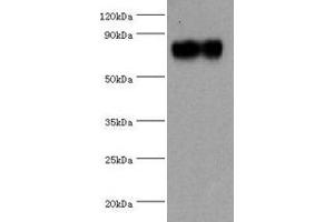 Western blot All lanes: SYTL4 antibody at 1. (SYTL4 anticorps  (AA 50-280))