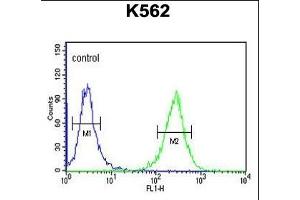 B3GAT1 Antibody (N-term) (ABIN653880 and ABIN2843128) flow cytometric analysis of K562 cells (right histogram) compared to a negative control cell (left histogram). (CD57 anticorps  (N-Term))