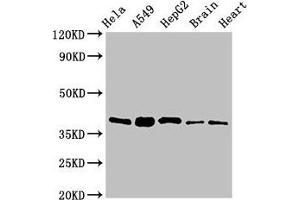 Western Blot Positive WB detected in: Hela whole cell lysate, A549 whole cell lysate, HepG2 whole cell lysate, Mouse brain tissue, Rat heart tissue All lanes: RBFA antibody at 2 μg/mL Secondary Goat polyclonal to rabbit IgG at 1/50000 dilution Predicted band size: 39, 28 kDa Observed band size: 39 kDa (RBFA anticorps  (AA 201-343))