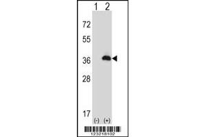 Western blot analysis of PEX16 using rabbit polyclonal PEX16 Antibody using 293 cell lysates (2 ug/lane) either nontransfected (Lane 1) or transiently transfected (Lane 2) with the PEX16 gene. (PEX16 anticorps  (AA 247-275))