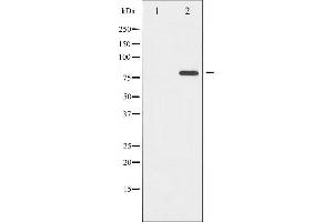 Western blot analysis of Tau phosphorylation expression in Mouse brain tissue lysates,The lane on the left is treated with the antigen-specific peptide. (MAPT anticorps  (pSer422))