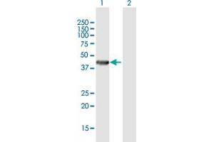 Western Blot analysis of RENBP expression in transfected 293T cell line by RENBP MaxPab polyclonal antibody. (RENBP anticorps  (AA 1-417))