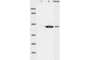 Lane 1: mouse heart lysates Lane 2: mouse kidney lysates probed with Anti CKIP-1 Polyclonal Antibody, Unconjugated (ABIN675039) at 1:200 in 4 °C. (PLEKHO1 anticorps  (AA 51-170))