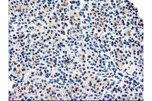 Image no. 1 for anti-Dipeptidylpeptidase 10 (DPP10) antibody (ABIN1497834) (DPP10 anticorps)