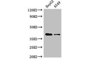 Western Blot Positive WB detected in: HepG2 whole cell lysate, A549 whole cell lysate All lanes: AMD1 antibody at 2.