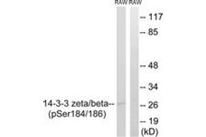 Western blot analysis of extracts from RAW264. (YWHAB/YWHAZ anticorps  (pSer184))