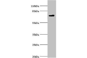 Western blot All lanes: MTMR7 antibody at 2 μg/mL + Mouse brain tissue Secondary Goat polyclonal to rabbit IgG at 1/10000 dilution Predicted band size: 76, 65 kDa Observed band size: 76 kDa (MTMR7 anticorps  (AA 1-660))