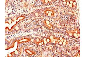 Immunohistochemistry of paraffin-embedded human small intestine tissue using ABIN7164109 at dilution of 1:100 (ARL6IP5 anticorps  (AA 136-188))