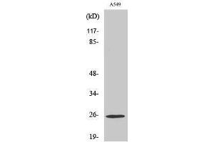 Western Blotting (WB) image for anti-rho GDP Dissociation Inhibitor (GDI) gamma (ARHGDIG) (Internal Region) antibody (ABIN3180861) (ARHGDIG anticorps  (Internal Region))