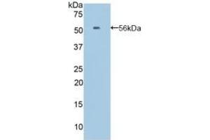 Detection of Recombinant EFNA4, Mouse using Polyclonal Antibody to Ephrin A4 (EFNA4) (EFNA4 anticorps  (AA 1-206))