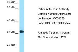Western Blotting (WB) image for anti-CD58 (CD58) (C-Term) antibody (ABIN2789409)