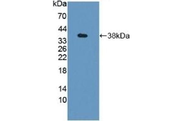 GBP4 anticorps  (AA 1-304)