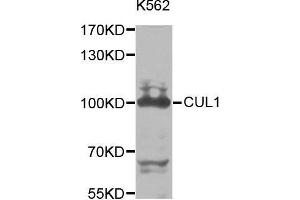 Western blot analysis of extracts of K562 cell line, using CUL1 antibody. (Cullin 1 anticorps  (AA 500-776))
