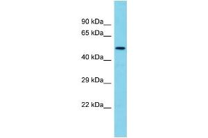Host: Rabbit Target Name: TMEM143 Sample Type: Fetal Brain lysates Antibody Dilution: 1. (TMEM143 anticorps  (N-Term))
