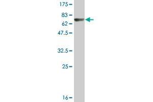 Western Blot detection against Immunogen (73.