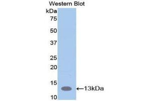 Western Blotting (WB) image for anti-S100 Calcium Binding Protein A10 (S100A10) (AA 1-95) antibody (ABIN2116769) (S100A10 anticorps  (AA 1-95))