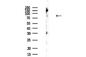 Western blot analysis of lysates from Mouse liver, using AP Antibody at 1/1000 dilution.