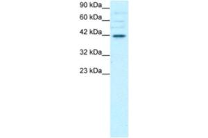 Western Blotting (WB) image for anti-POU Domain, Class 3, Transcription Factor 4 (POU3F4) antibody (ABIN2463850)