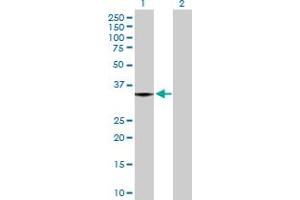 Western Blot analysis of MGLL expression in transfected 293T cell line by MGLL MaxPab polyclonal antibody. (MGLL anticorps  (AA 1-313))