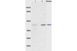 Lane 1: mouse heart lysates Lane 2: mouse brain lysates probed with Anti ERK1/2(p42/p42 MAPK) Polyclonal Antibody, Unconjugated (ABIN748373) at 1:200 in 4 °C. (ERK1 anticorps  (AA 251-358))