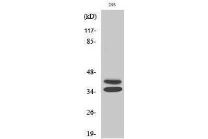 Western Blotting (WB) image for anti-Paired Box Gene 2a (PAX2A) (Internal Region) antibody (ABIN3186339) (PAX2A anticorps  (Internal Region))
