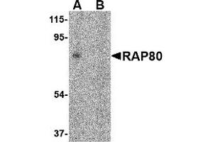 Western Blotting (WB) image for anti-Ubiquitin Interaction Motif Containing 1 (UIMC1) (C-Term) antibody (ABIN1030613)